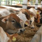 WhatsApp Image 2025-11-25 at 04.06.23