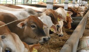 WhatsApp Image 2025-11-25 at 04.06.23