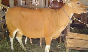 WhatsApp Image 2025-11-25 at 04.10.30